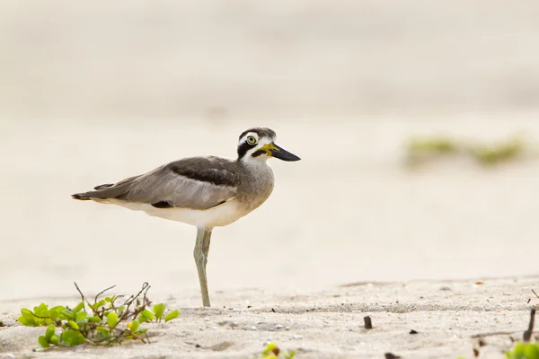 Great Thick-knee bird in Arugam bay lagoon, Sri Lanka — Stock Photo, Image