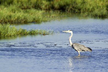 Gri balıkçıl Pottuvil, Sri Lanka