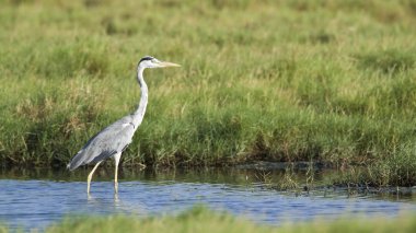 Gri balıkçıl Pottuvil, Sri Lanka