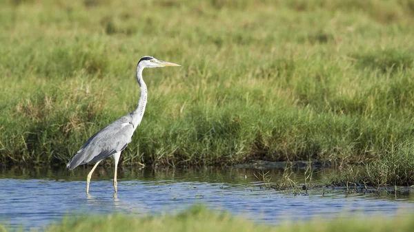 Gri balıkçıl Pottuvil, Sri Lanka