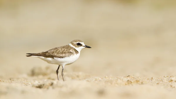 Kentish plover, freshwater bird in Arugam bay lagoon — Stock fotografie