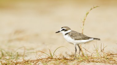 Kentish plover, freshwater bird in Arugam bay lagoon clipart