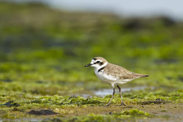 Flussregenpfeifer, Süßwasservogel in der Rucola-Bucht — Stockfoto