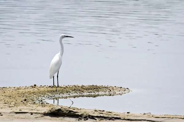 Little egret in Batticaloa, Sri Lanka — 图库照片