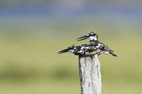 Tow pied kingfisher in Pottuvil, Sri Lanka — Stockfoto