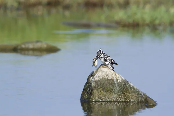 Pied kingfisher with fish in Pottuvil, Sri Lanka — Stok fotoğraf