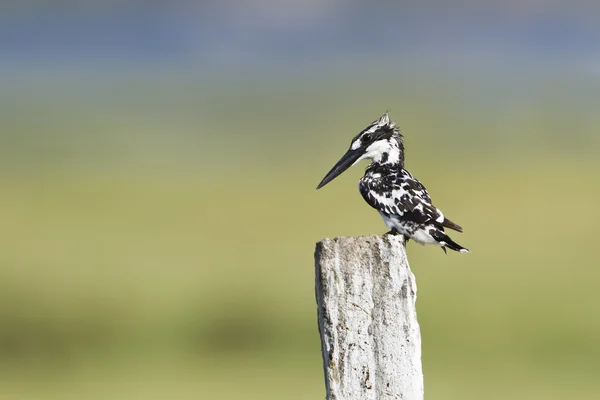 Three pied kingfisher in Pottuvil, Sri Lanka — Stock Fotó