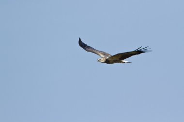 White-bellied sea eagle flying in Sri Lanka