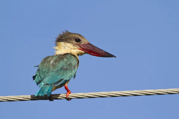 Martin-pêcheur à bec de cigogne isolé dans fond bleu, Sri Lanka — Photo