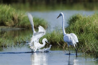 Büyük ak balıkçıl ve içinde potuvil, sri sıska küçük ak balıkçıl