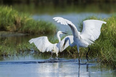 Büyük ak balıkçıl ve içinde potuvil, sri sıska küçük ak balıkçıl