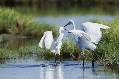 Büyük ak balıkçıl ve içinde potuvil, sri sıska küçük ak balıkçıl
