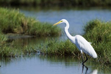 Potuvil, Sri Lank içinde büyük ak balıkçıl