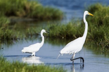 Büyük ak balıkçıl ve içinde potuvil, sri sıska küçük ak balıkçıl