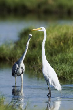 Büyük ak balıkçıl ve gri balıkçıl Pottuvil, Sri Lanka