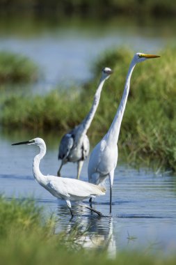 Küçük ak balıkçıl, büyük ak balıkçıl ve gri balıkçıl Pottuvil, Sri Lanka