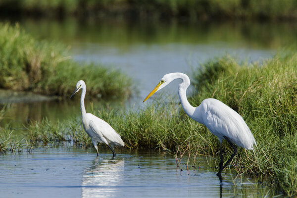 Great egret and little egret in Potuvil, Sri Lank