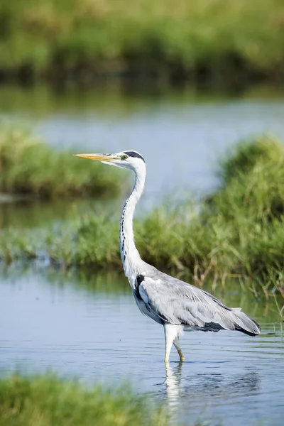 Aves domésticas em Pottuvil, Sri Lanka — Fotografia de Stock