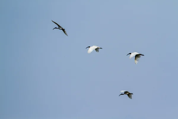 Ibis testa nera in volo a Pottuvil, Sri Lanka — Foto Stock