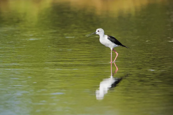 Black-winged stilt in Pottuvil, Sri Lanka — Stock Photo, Image