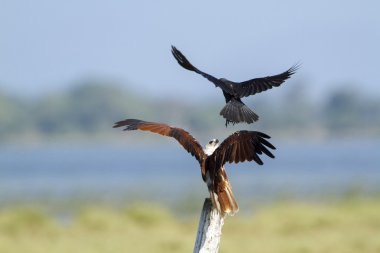 pottuvil, sri lanka crow tarafından brahminy uçurtma saldırı