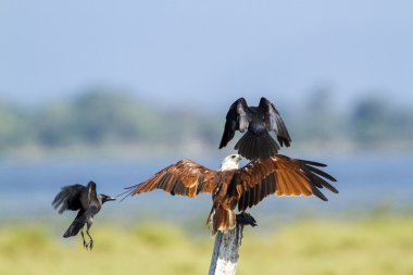 pottuvil, sri lanka crow tarafından brahminy uçurtma saldırı