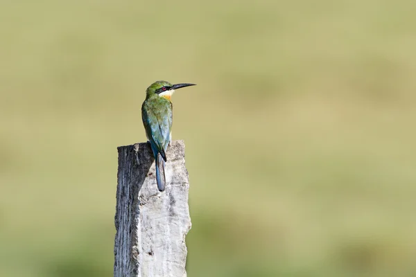 Blue-tailed bee-eater in Pottuvil, Sri Lanka — Stock Photo, Image