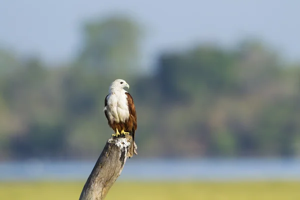 Cerf-volant Brahminy en Sri Lanka — Photo