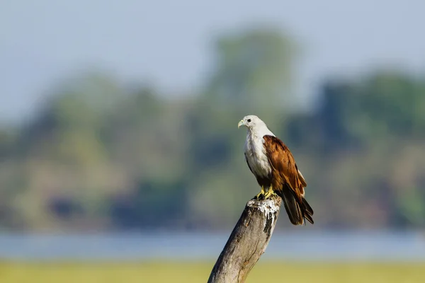 Aquilone bramino a Pottuvil, Sri Lanka — Foto Stock