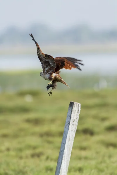 Cerf-volant Brahminy s'envole à Pottuvil, Sri Lanka — Photo