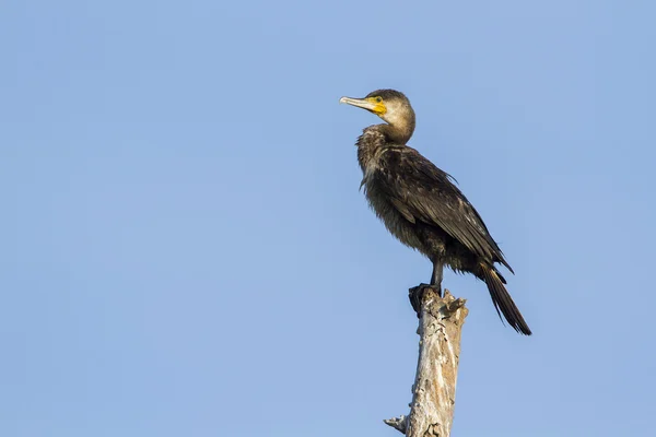 Gran cormorán en Pottuvil, Sri Lanka — Foto de Stock