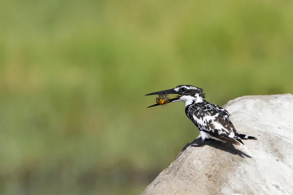 Bonte ijsvogel in Pottuvil, Sri Lanka — Stockfoto