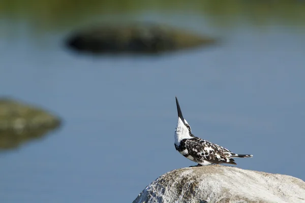 Pied kingfisher bird in Pottuvil, Sri Lanka — Stock Photo, Image