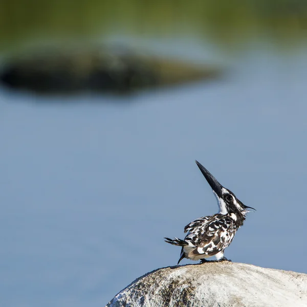 Uccello martin pescatore a Pottuvil, Sri Lanka — Foto Stock