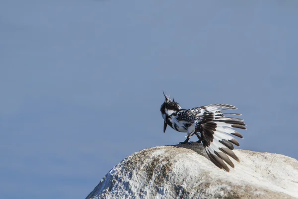 Bonte ijsvogel vogel in Pottuvil, Sri Lanka — Stockfoto