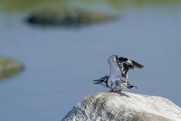 Pájaro martín pescador en Pottuvil, Sri Lanka — Foto de Stock