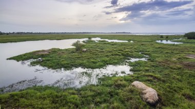 Arugam defne lagün manzara, Sri Lanka