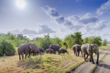 Asian elephant in Minneriya, Sri Lanka clipart
