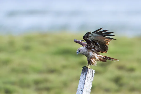 Aquilone bramino a Pottuvil, Sri Lanka — Foto Stock