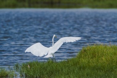 pottuvil, sri lanka, büyük ak balıkçıl