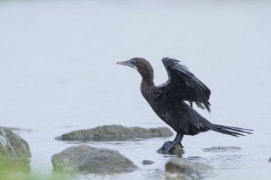 Küçük karabatak Pottuvil, Sri Lanka