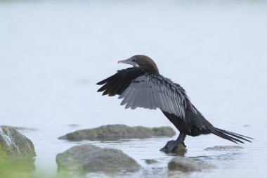 Küçük karabatak Pottuvil, Sri Lanka