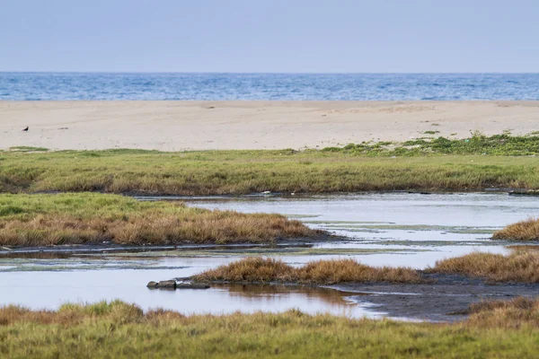 Arugam defne lagün manzara, Sri Lanka