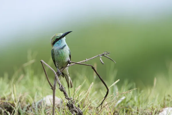 Green bee-eater in Pottuvil, Sri Lanka — Stock Photo, Image