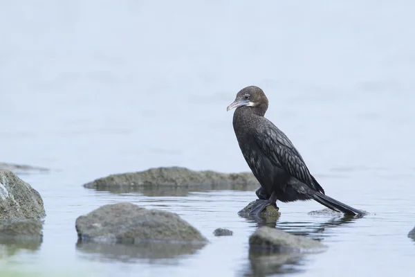 Petit cormoran en Sri Lanka — Photo