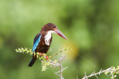 Beyaz boğazlı kingfisher Pottuvil, Sri Lanka