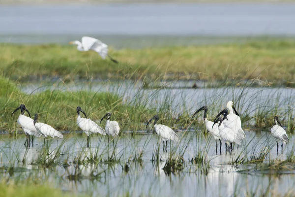 Schwarzkopf-Ibis in pottuvil, sri lanka — Stockfoto