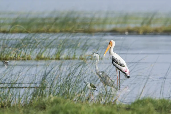 Bemalter Storch in pottuvil, sri lanka — Stockfoto