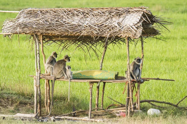 Tufted gray langur in Arugam bay, Sri Lanka — Stock Photo, Image