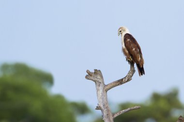 pottuvil, sri lanka brahminy uçurtma